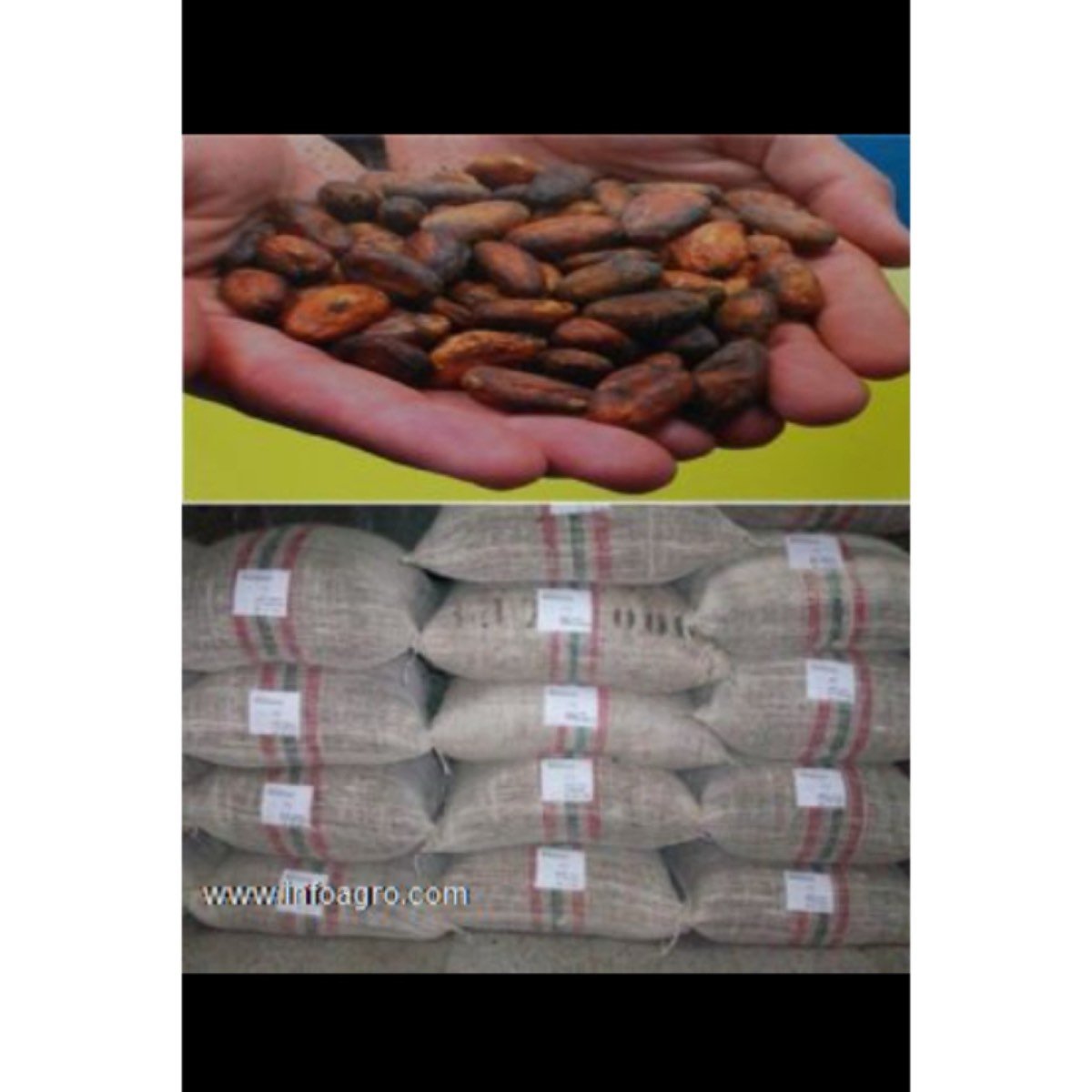 Se vende de cacao de colombia,tipo exportacion