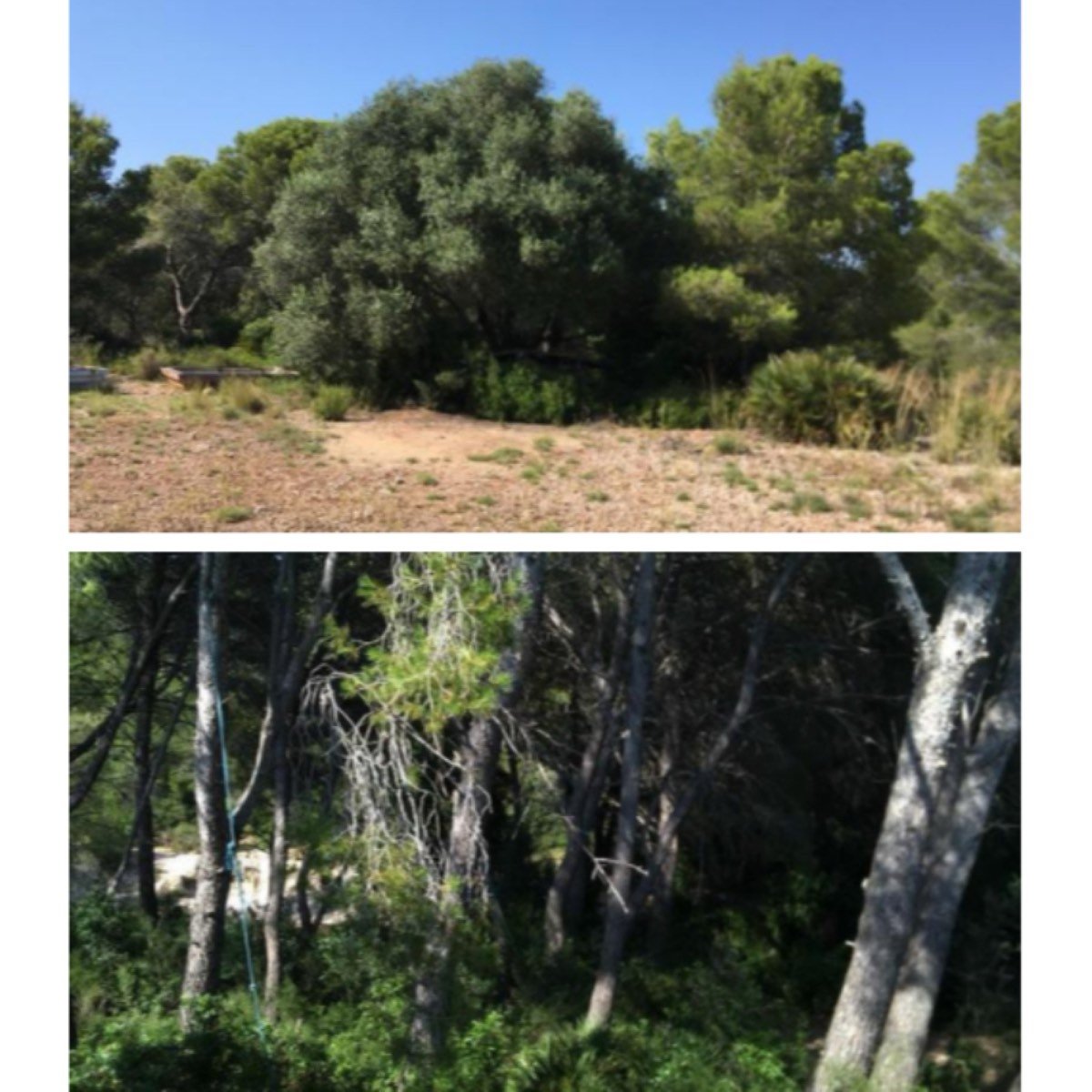 FINCA EN SIERRA DE IRTA
