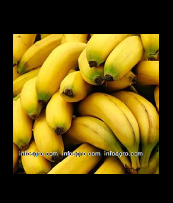 Se vende bananas / plátanos