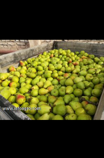 Se vende peras, manzanas y ciruelas