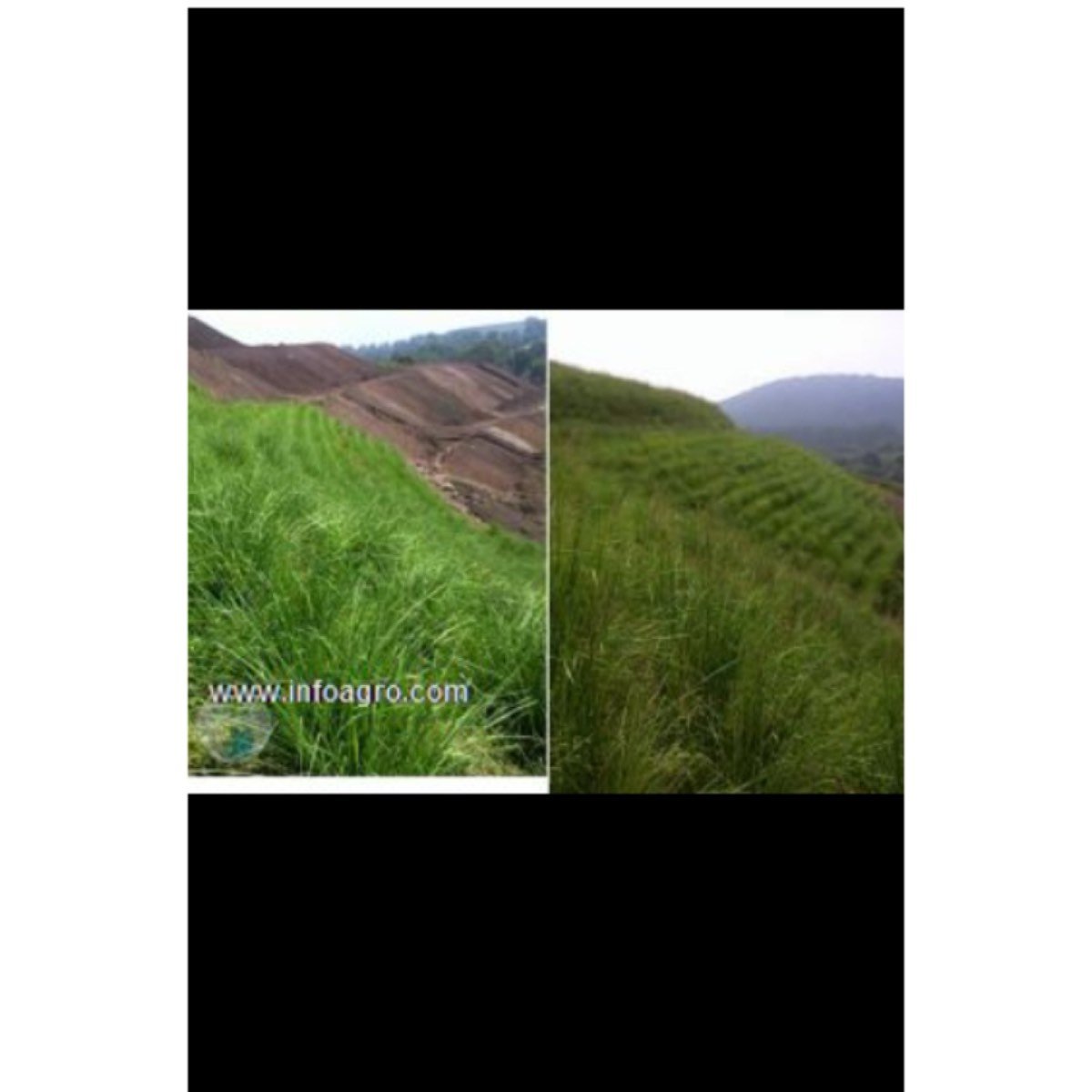 Se vende semilla de pasto vetiver