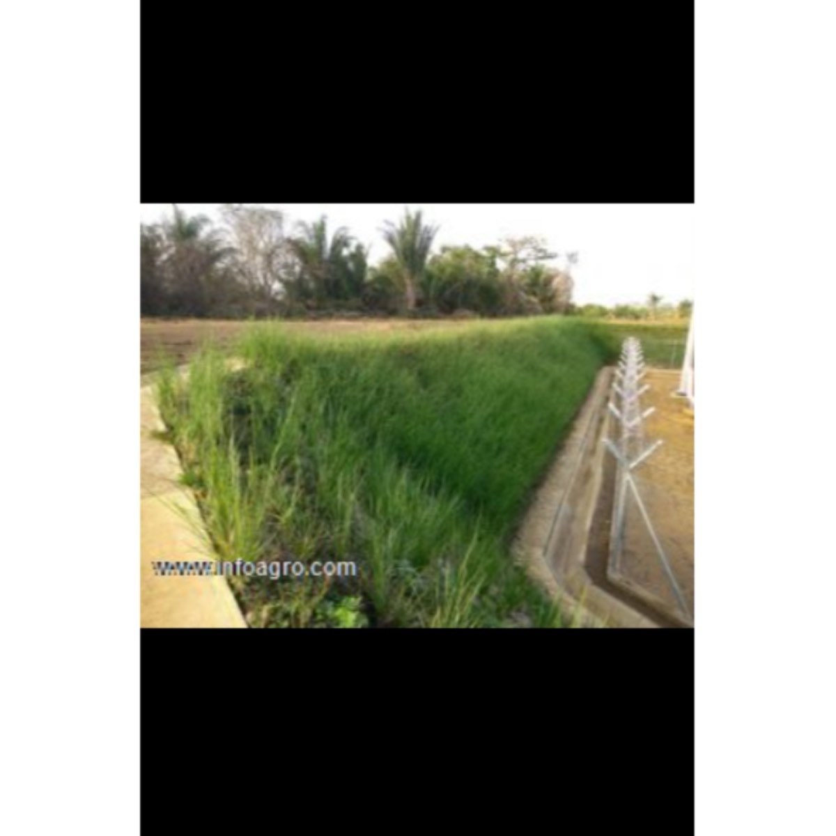 Se vende semilla de pasto vetiver