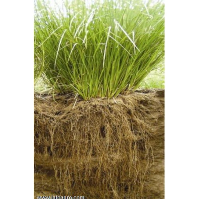 Se vende semillas de pasto vetiver