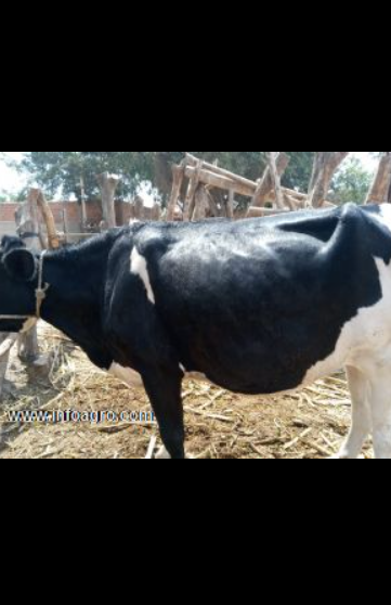 Se vende lote de 17 vaquillonas inseminadas