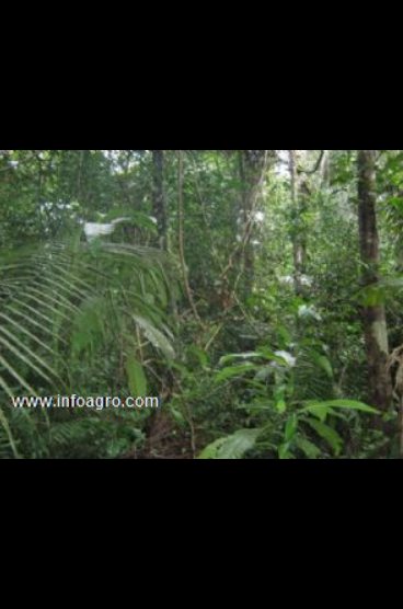 Se vende terreno agrícola en loreto de 22823 hec