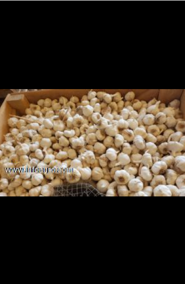 Se vende ajos spring blanco y violeta ciudad real
