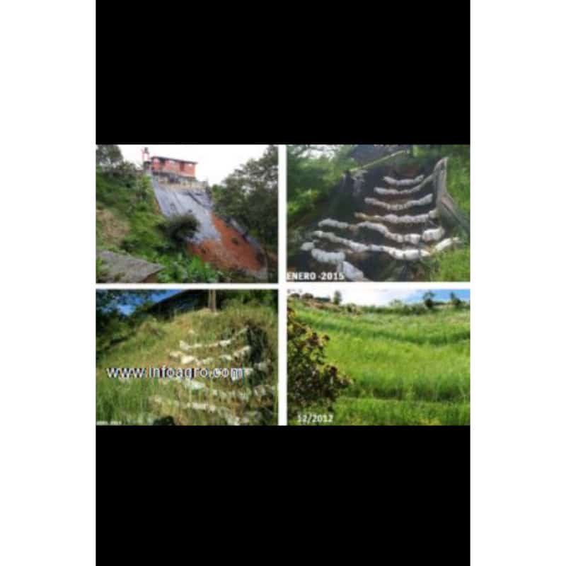 Se vende semillas de pasto vetiver