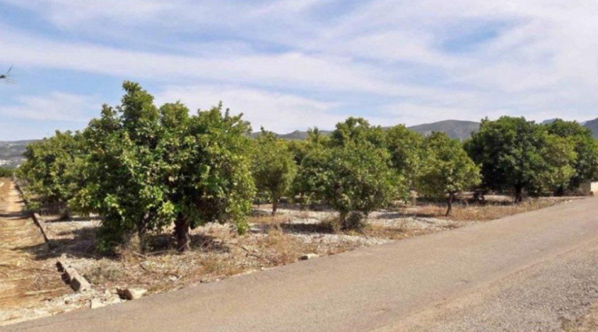 Venta Parcela Agrícola en Tormos