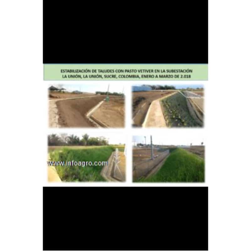Se vende semillas de pasto vetiver