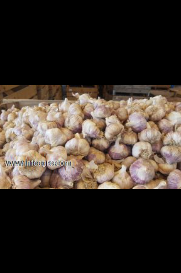 Se vende ajos spring blanco y violeta ciudad real