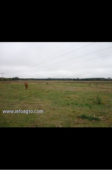 Se vende campo 36has. a 17km. de río cuarto.