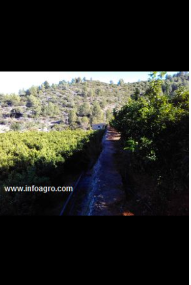 Se vende fincas produciendo cítricos : 32hg. maris