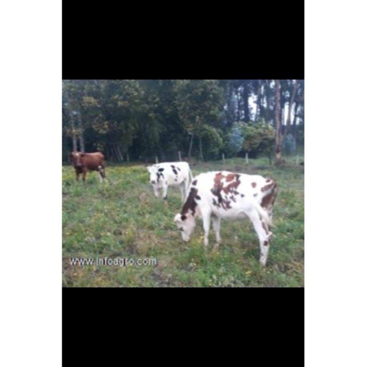 Se vende ganado normando para cria