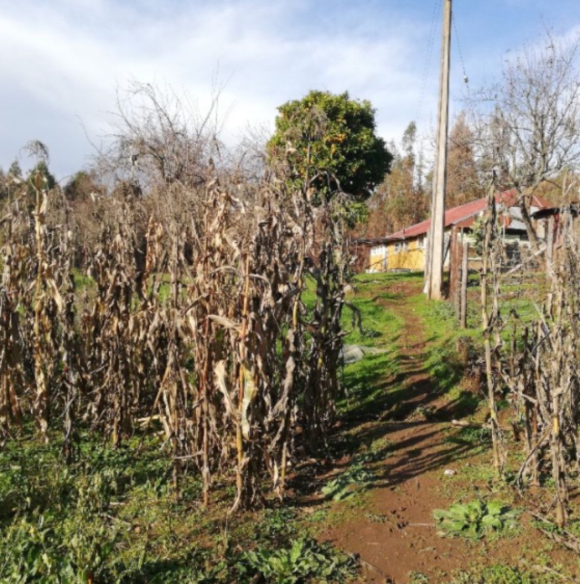 CAMPO 20 HAS. OFERTA.. CASA Y AGUA POTABLE. COMUNA