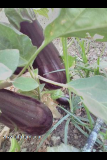 Se vende calabacines, berenjenas y pimientos.