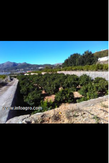 Se vende fincas produciendo cítricos : 32hg. maris