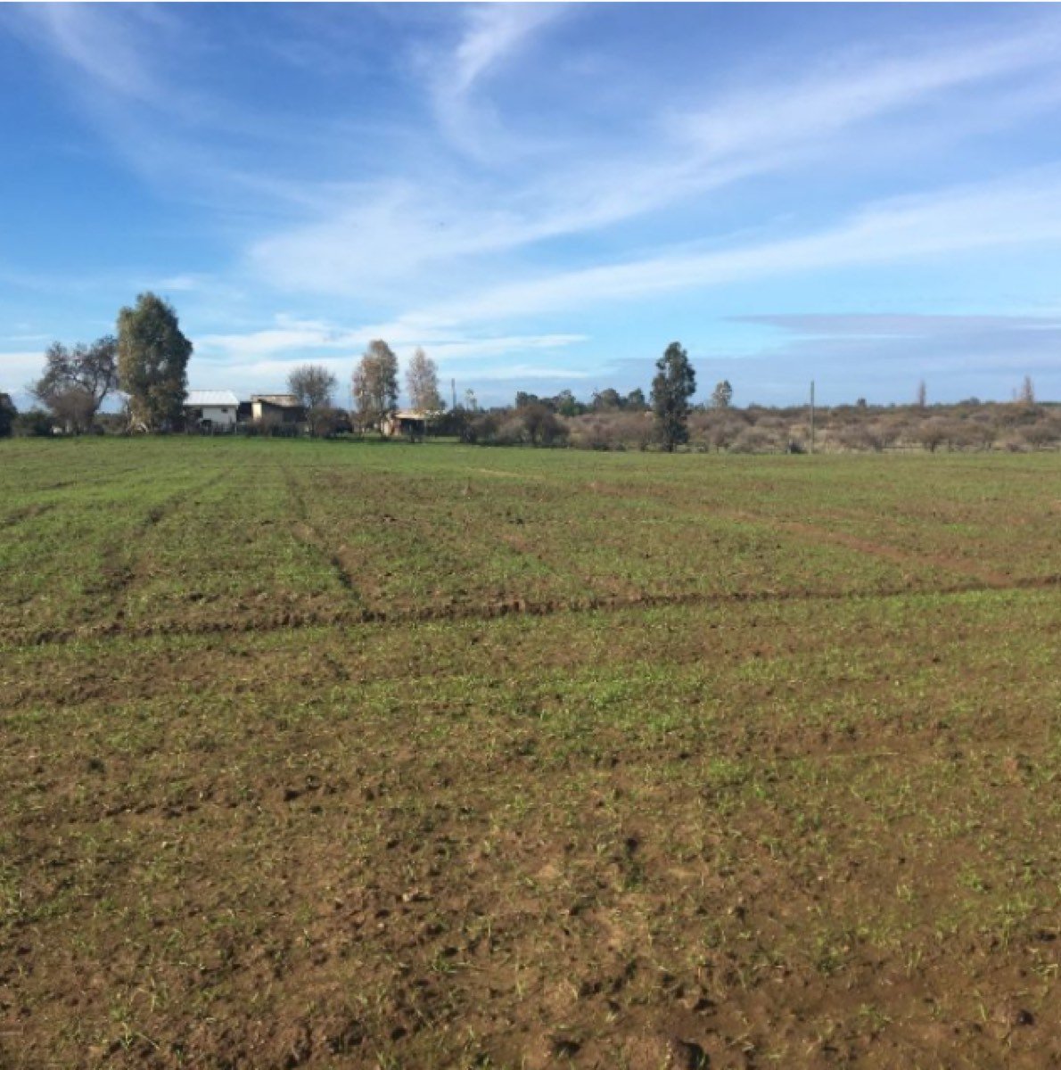 PARCELA CON CASA EN CAUQUENES 30 HECTAREAS IDEAL V