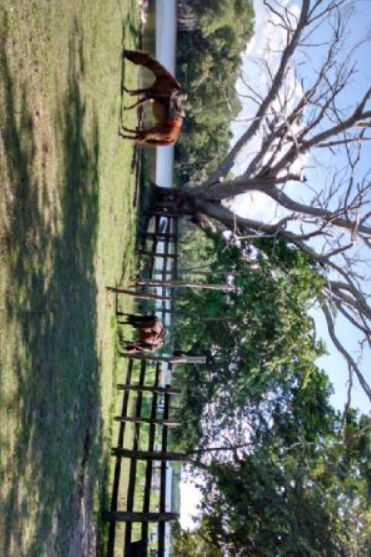 Se vende rancho en candelaria, campeche, méxico
