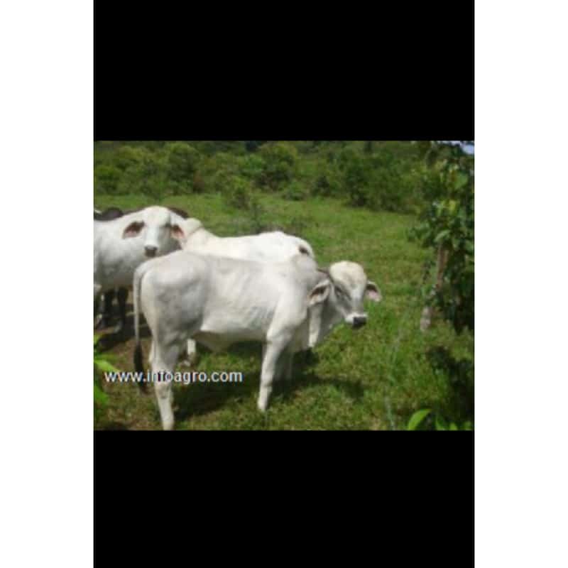 Se vende finca ganadera, agricola