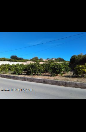 Se vende fincas produciendo cítricos : 32hg. maris