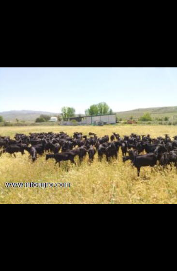 Se vende explotación caprina gestantes