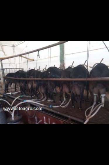 Se vende explotación caprina gestantes