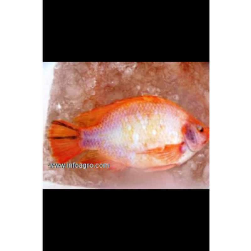Se vende reproductores - pie cria tilapia rojo