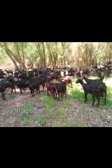 Se vende explotación caprina gestantes