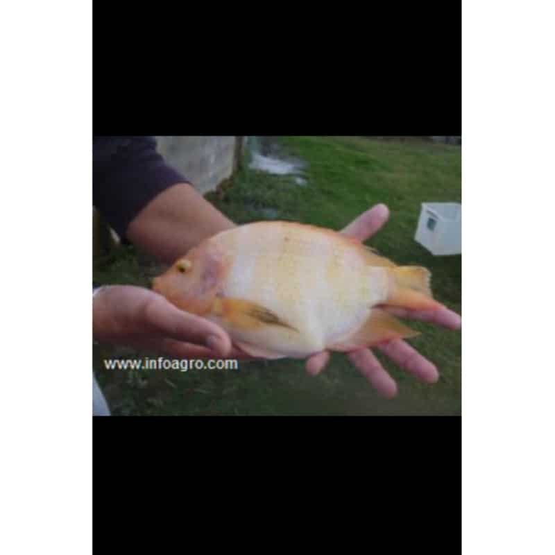 Se vende reproductores - pie cria tilapia rojo