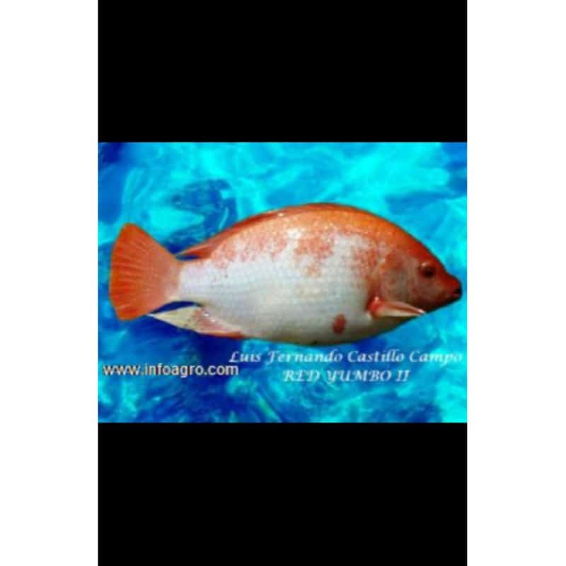 Se vende reproductores - pie cria tilapia rojo