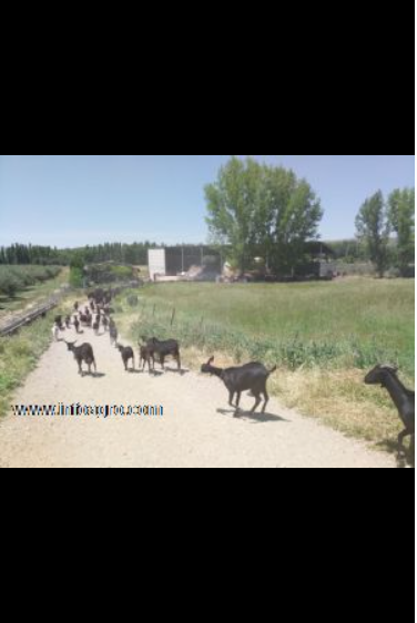 Se vende explotación caprina gestantes
