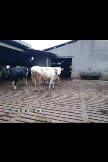 Se vende novillas de muuucho pedigree