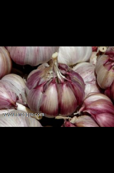 Se vende ajos morado y negro igp las pedroñeras