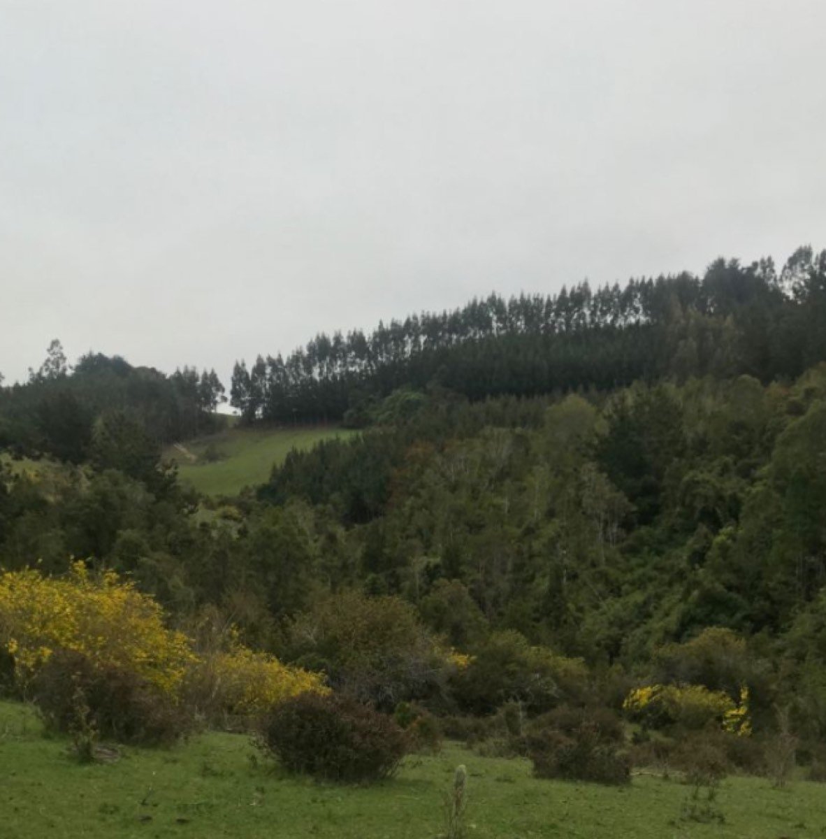 Campo con Agua Termal