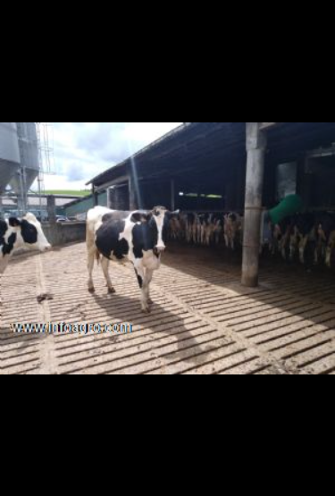 Se vende novillas de muuucho pedigree