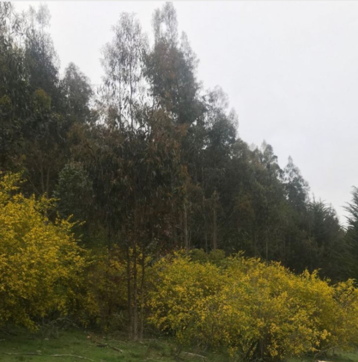 Campo con Agua Termal