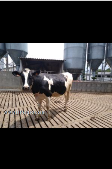 Se vende novillas de muuucho pedigree