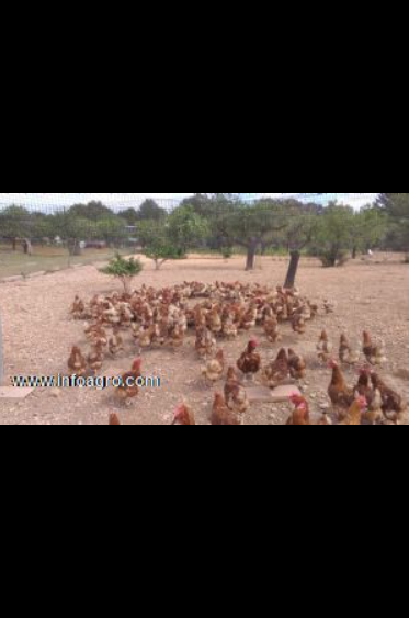 Se vende granja de gallinas camperas