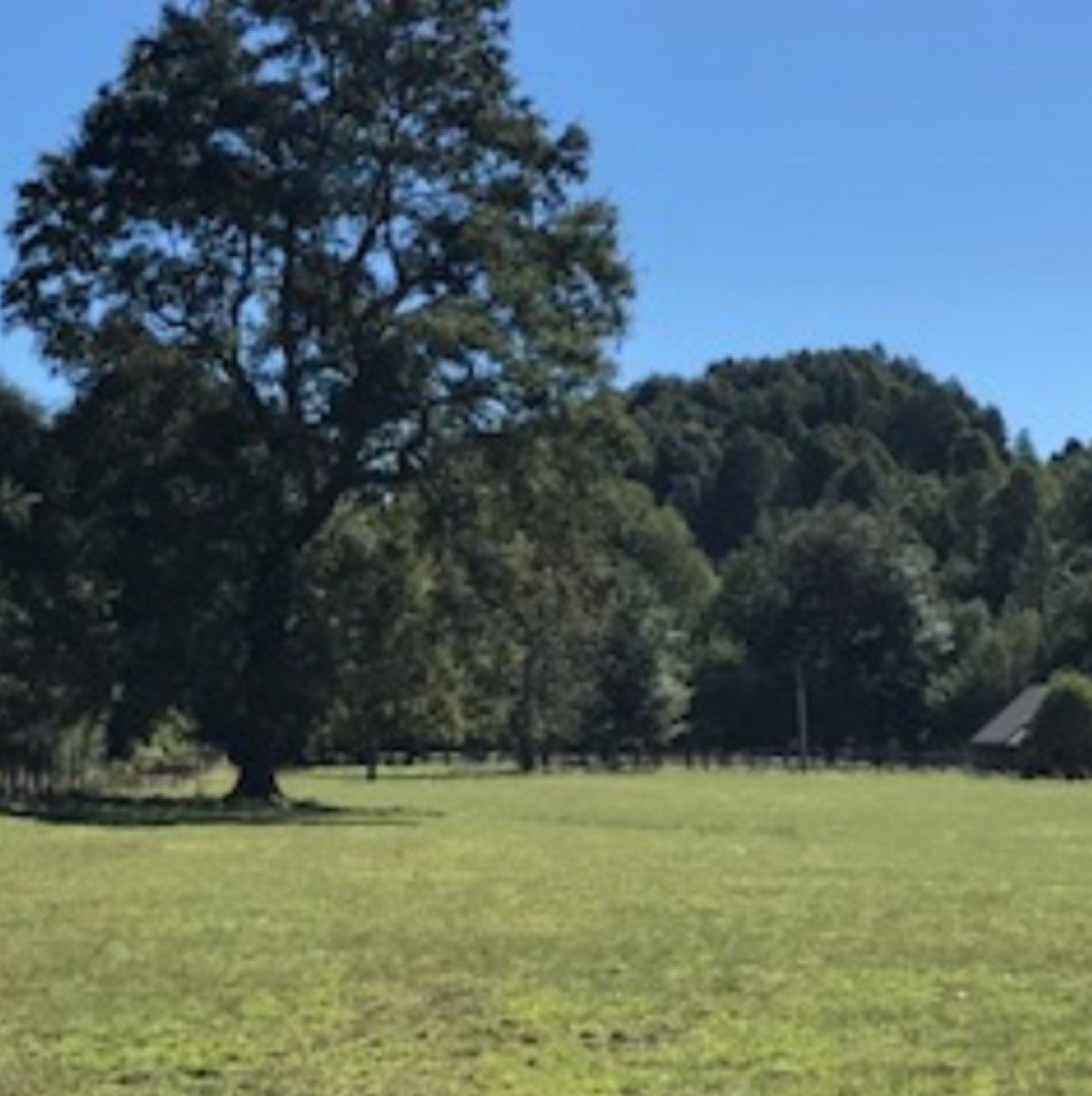 Campo de 59 hectareas en Antuco,Los Angeles listo