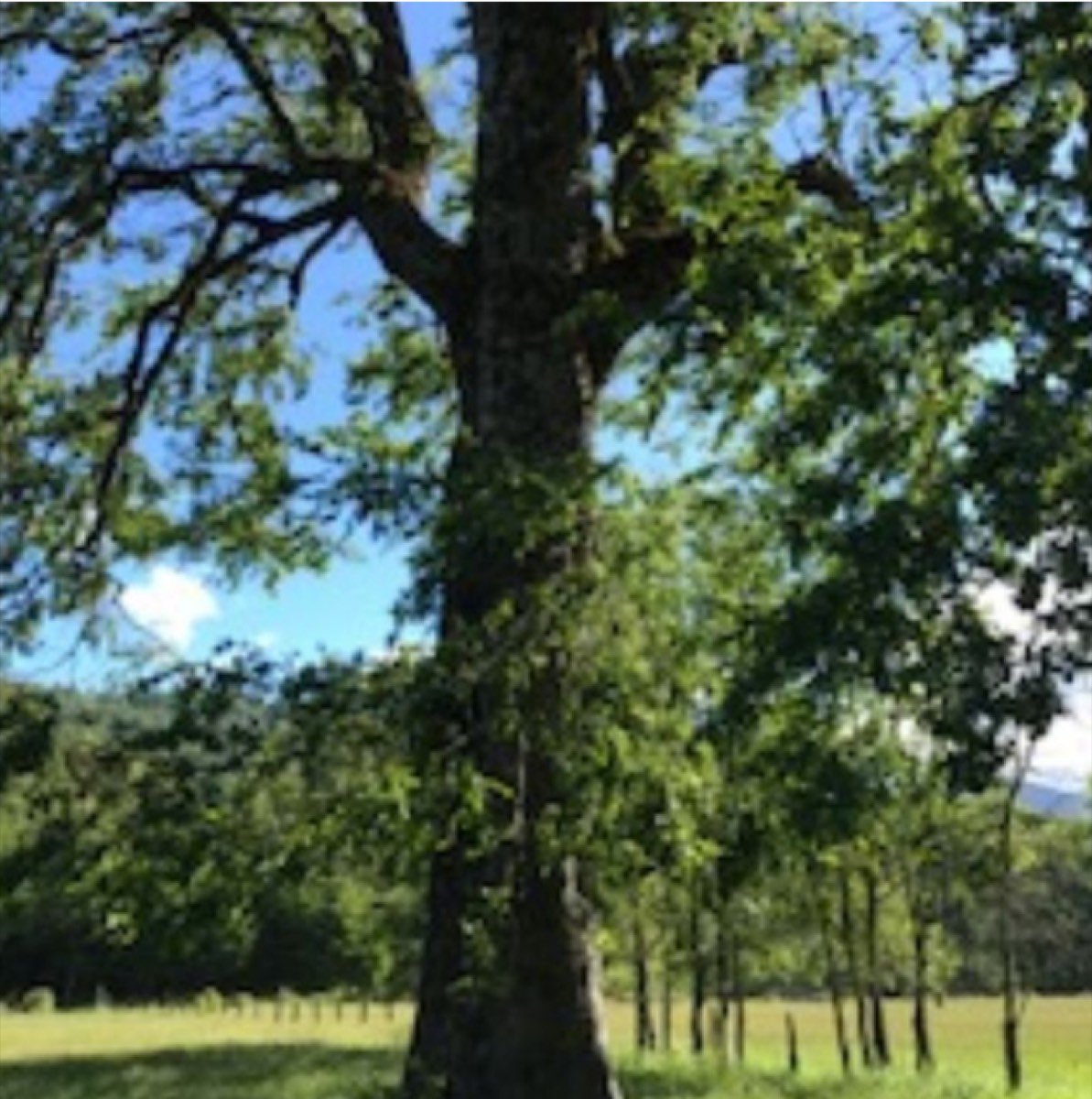 Campo de 59 hectareas en Antuco,Los Angeles listo