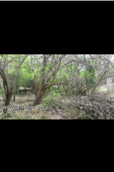 Se vende terreno en zipolite