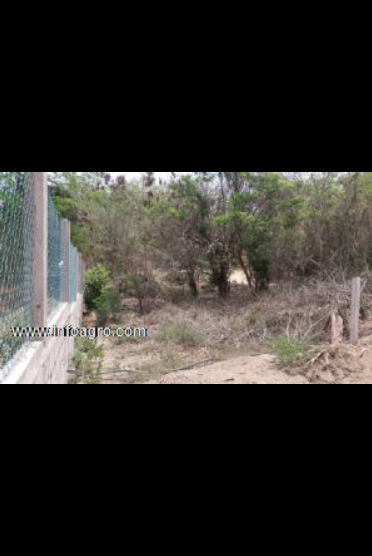 Se vende terreno en zipolite