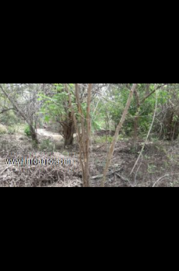 Se vende terreno en zipolite