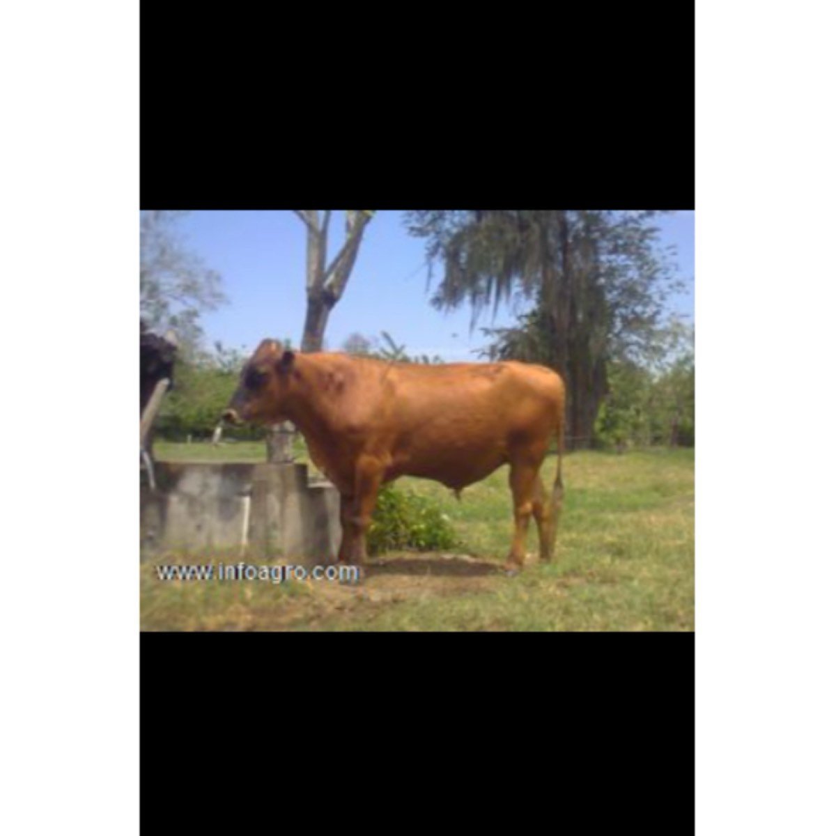 Se vende toretes