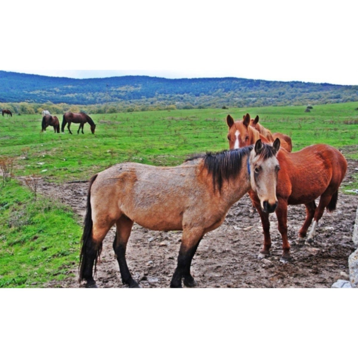 PAREJA CUIDA ANIMALES DE FINCA