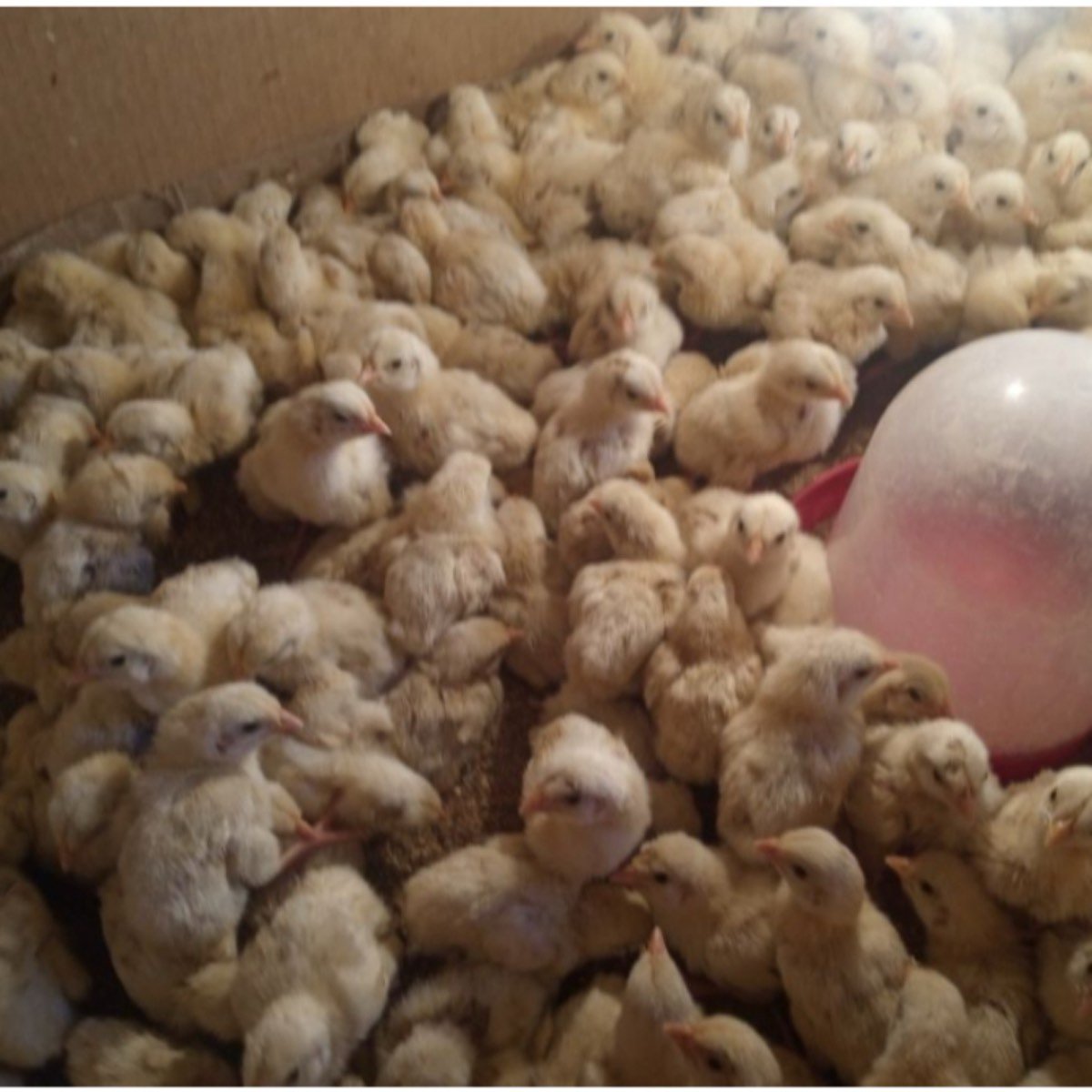 Pollitos broiler machos de días