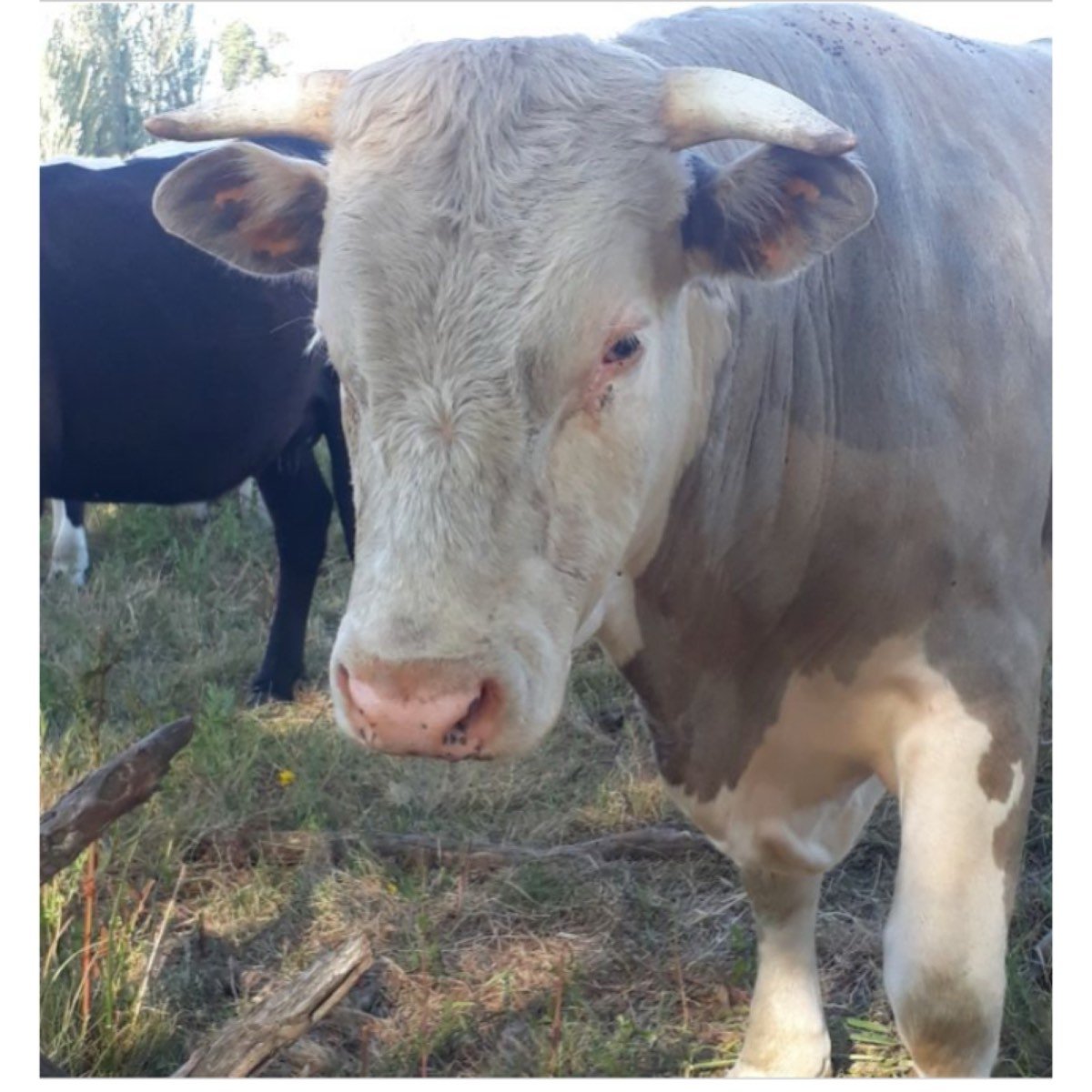 Toro de 2 Años Suiso