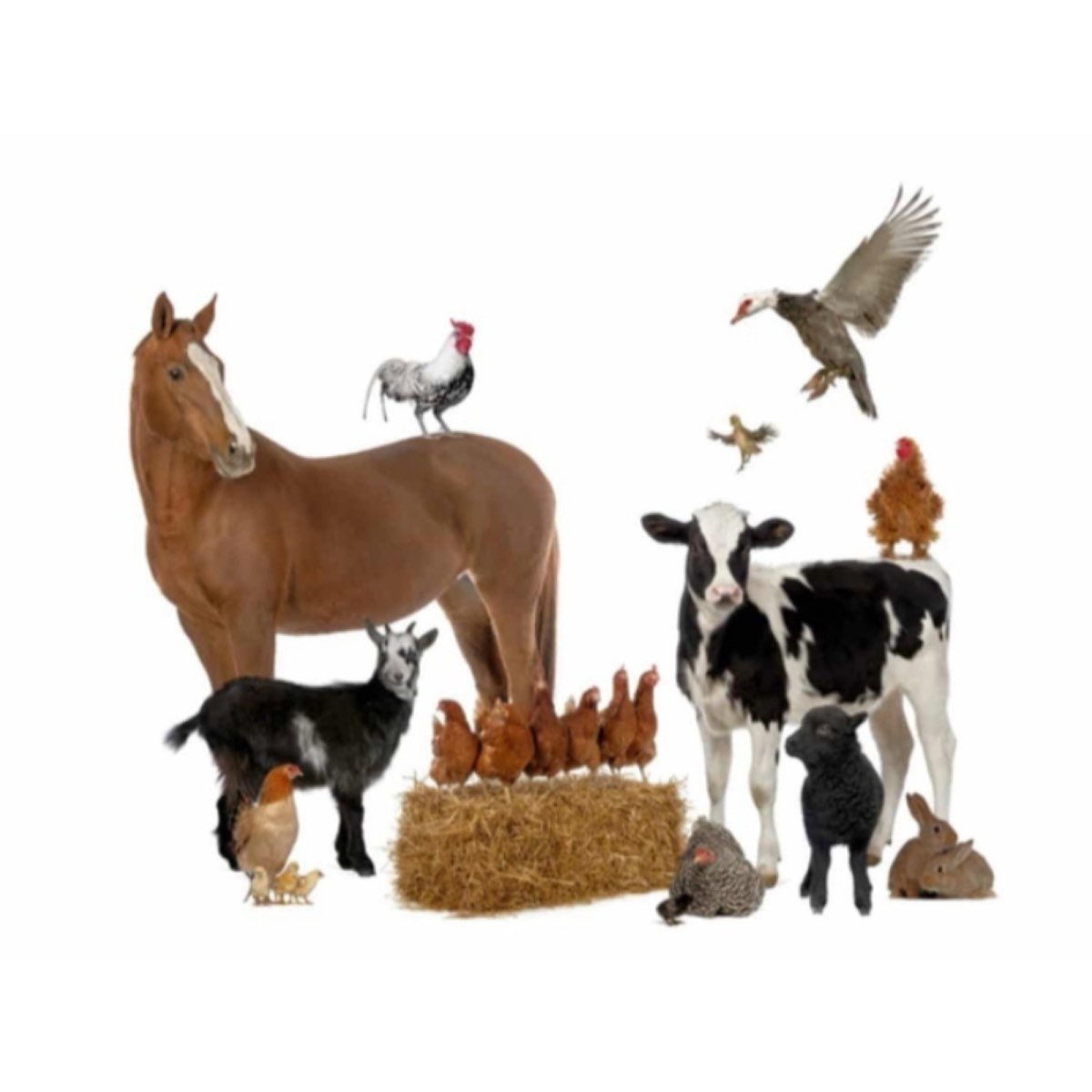 CUIDAMOS ANIMALES X 400 MES INTERNOS