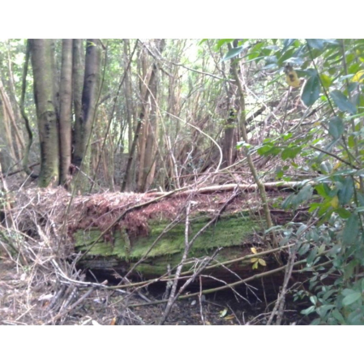 Se vende campo ROL PROPIO. PARQUE TARAHUIN TERAO