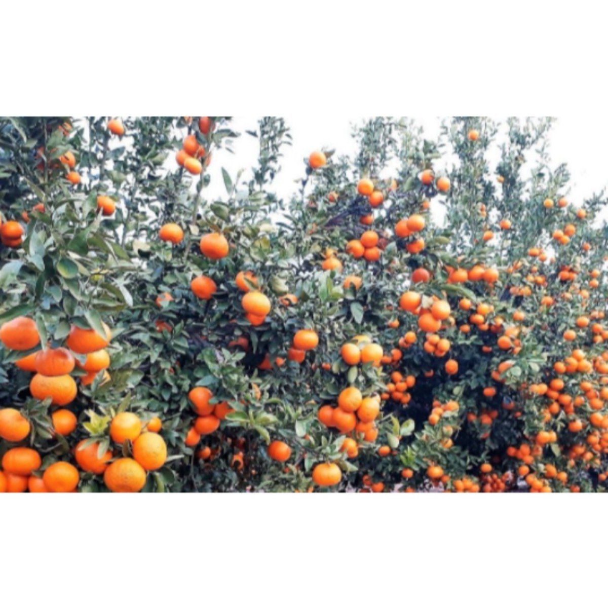 BUSCO TRABAJO EN RECOLECCION DE MANDARINA